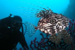 John dory,Maun,Croatia by Drazen Hadina 